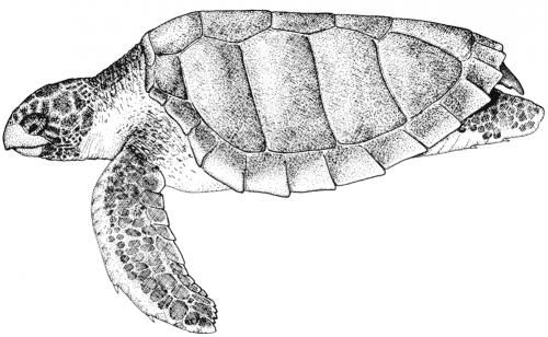 Caretta caretta (Linnaeus, 1758) – Логгерхед (Головастая черепаха)