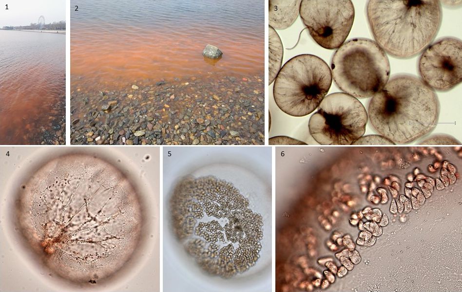 Noctiluca mix