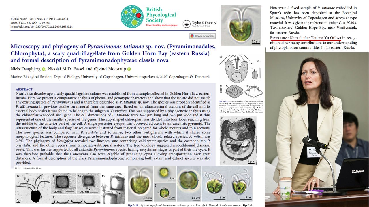 Orlova Pyramimonas