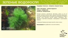 chlorophyta_02.jpg