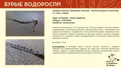 ochrophyta_003.jpg