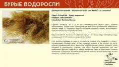 ochrophyta_004.jpg