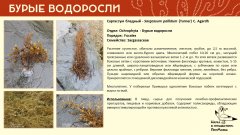 ochrophyta_005.jpg