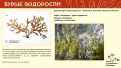 ochrophyta_006.jpg