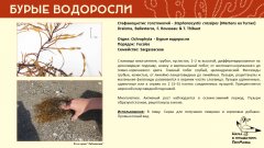 ochrophyta_007.jpg