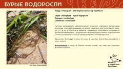 ochrophyta_009.jpg