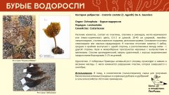 ochrophyta_010.jpg