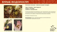 ochrophyta_011.jpg