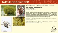 ochrophyta_012.jpg