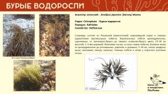 ochrophyta_013.jpg