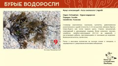 ochrophyta_014.jpg