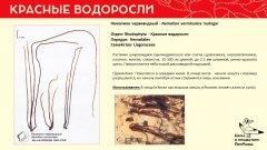 rhodophyta_003.jpg