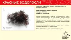 rhodophyta_008.jpg