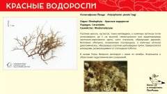 rhodophyta_014.jpg