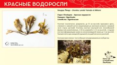 rhodophyta_016.jpg
