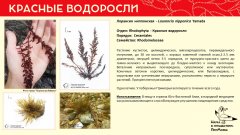 rhodophyta_017.jpg