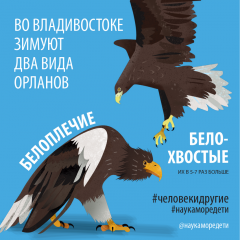 eagles_01.png