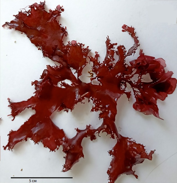 Crossocarpus lamuticus