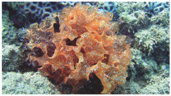 Halymenia dilatata